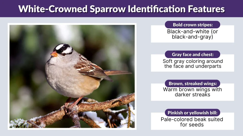 White-Crowned Sparrow Identification Features