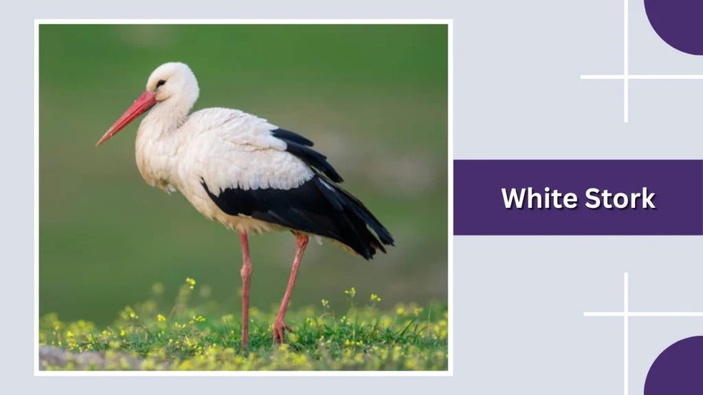 White Stork
