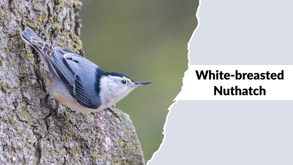 White-breasted Nuthatch