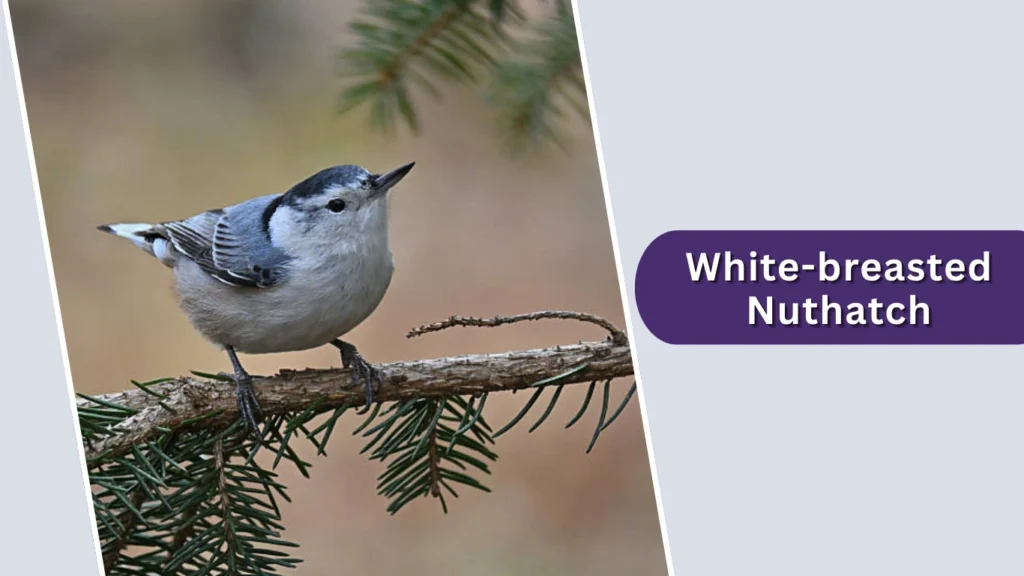 White-breasted Nuthatch