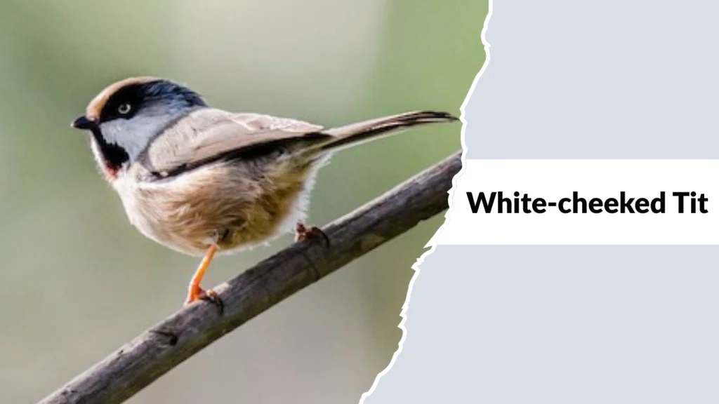 White-cheeked Tit
