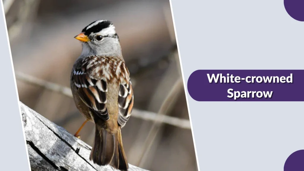 White-crowned Sparrow (Zonotrichia leucophrys)