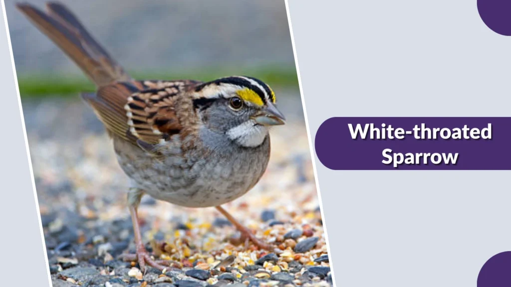 White-throated Sparrow