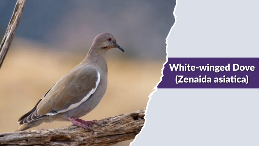 White-winged Dove (Zenaida asiatica)