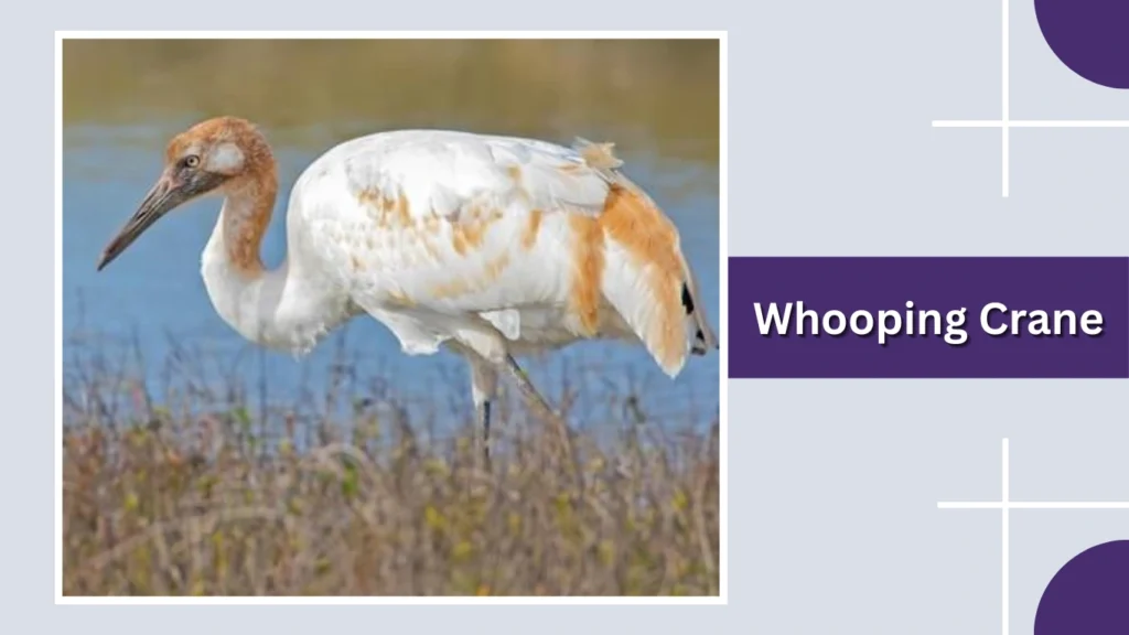 Whooping Crane