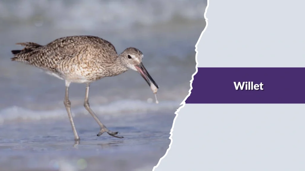 Willet