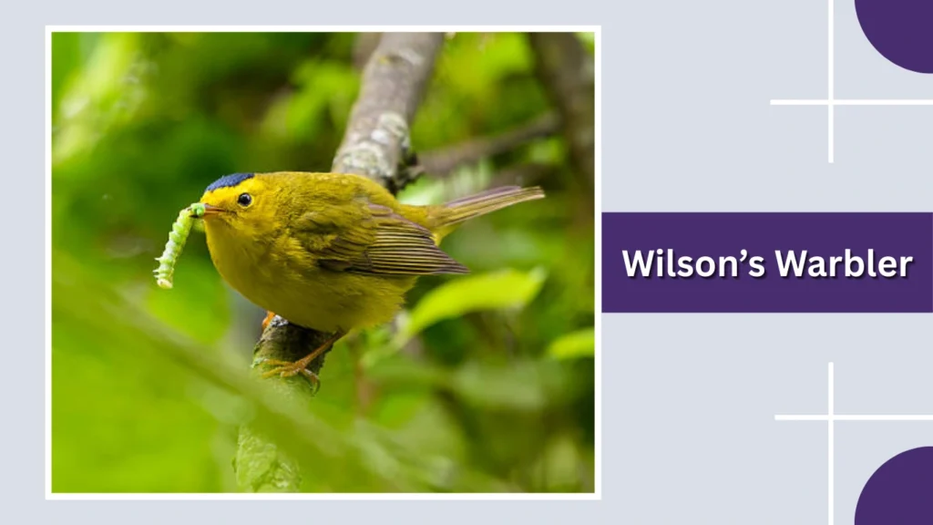 Wilson’s Warbler