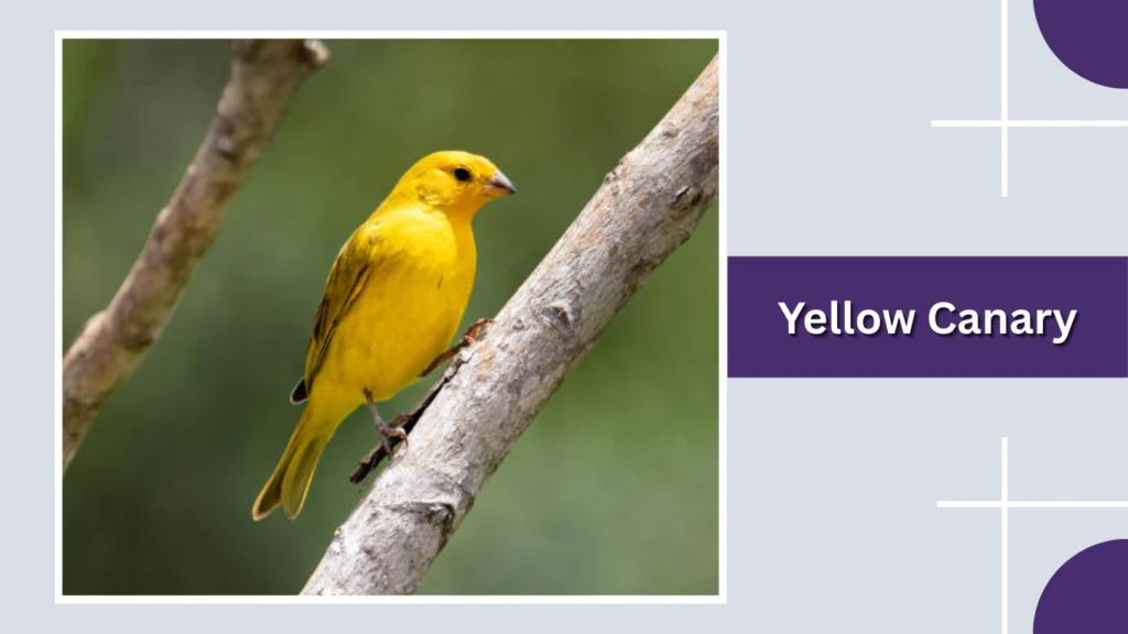 Yellow Canary (Domestic Canary)