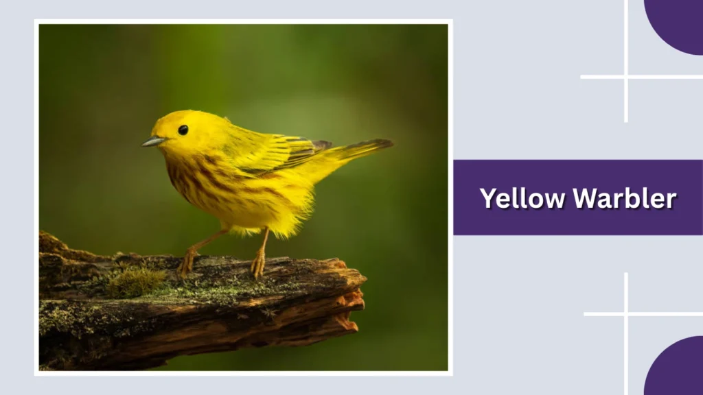 Yellow Warbler