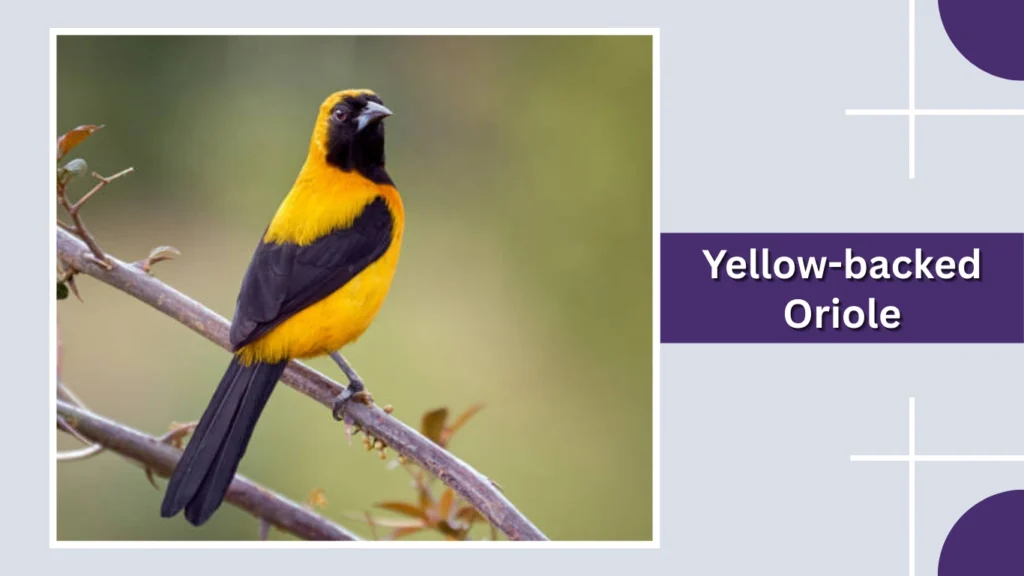 Yellow-backed Oriole