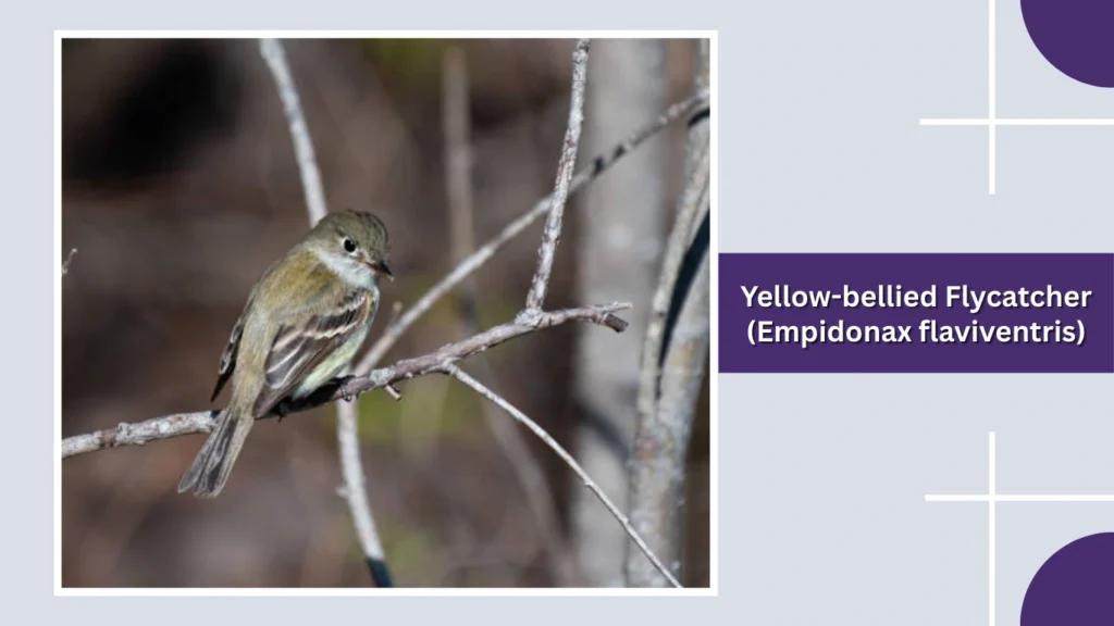 Yellow-bellied Flycatcher (Empidonax flaviventris)
