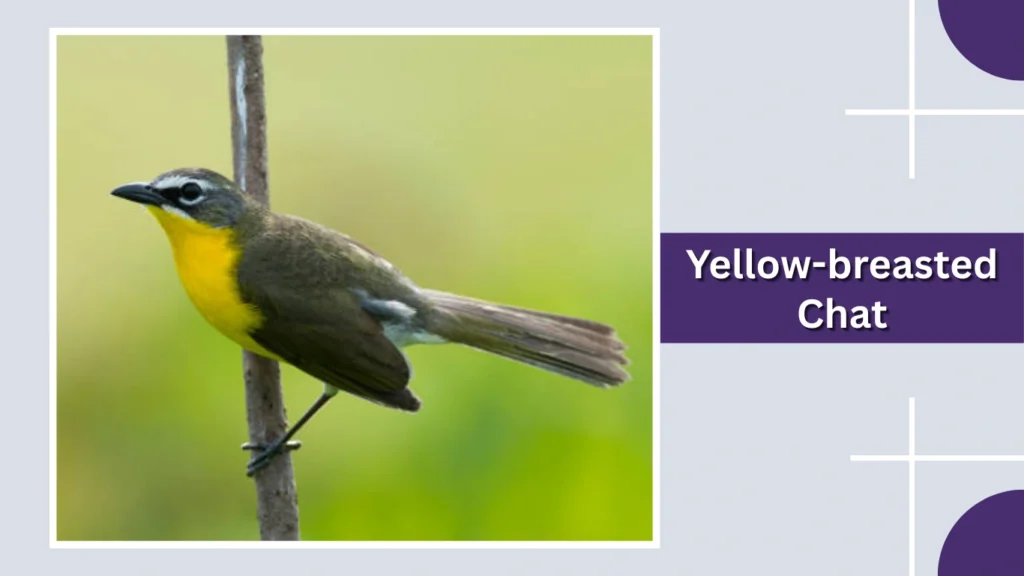 Yellow-breasted Chat
