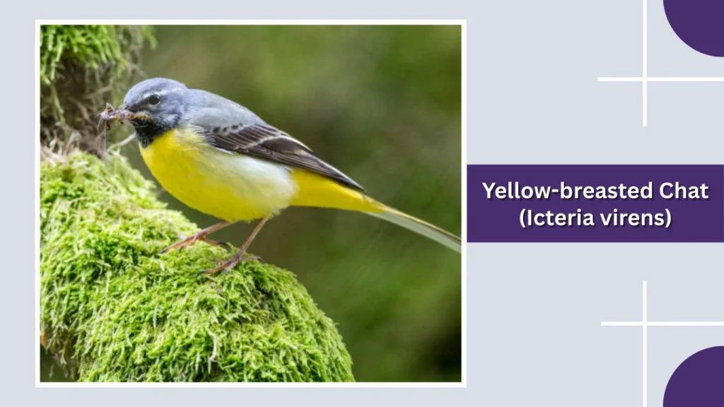 Yellow-breasted Chat (Icteria virens)
