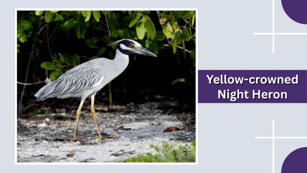 Yellow-crowned Night Heron