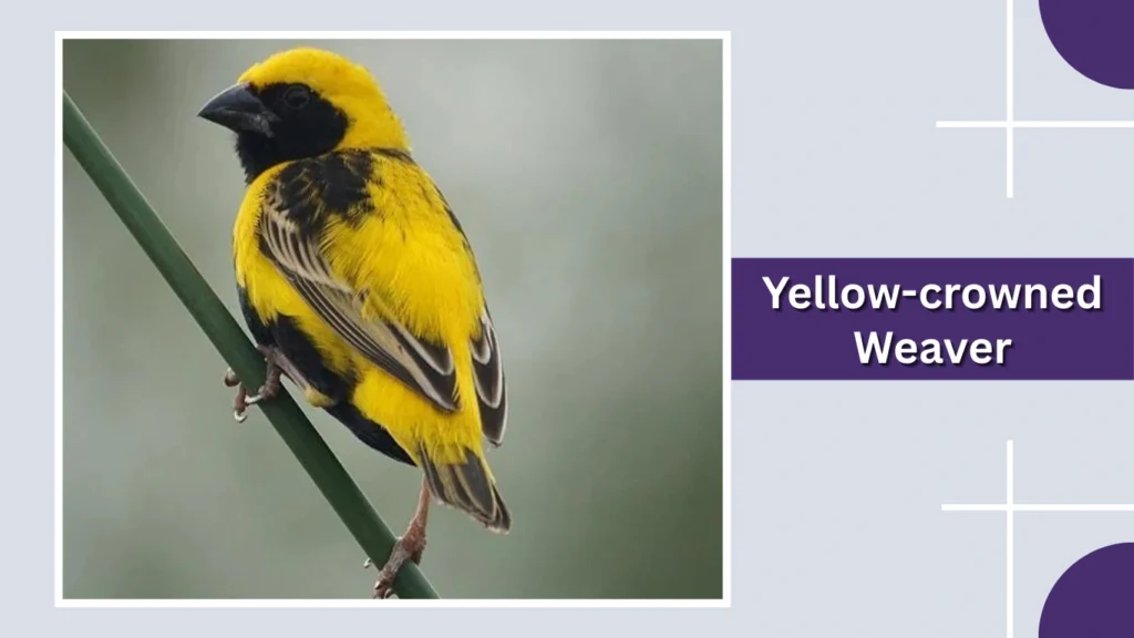 Yellow-crowned Weaver