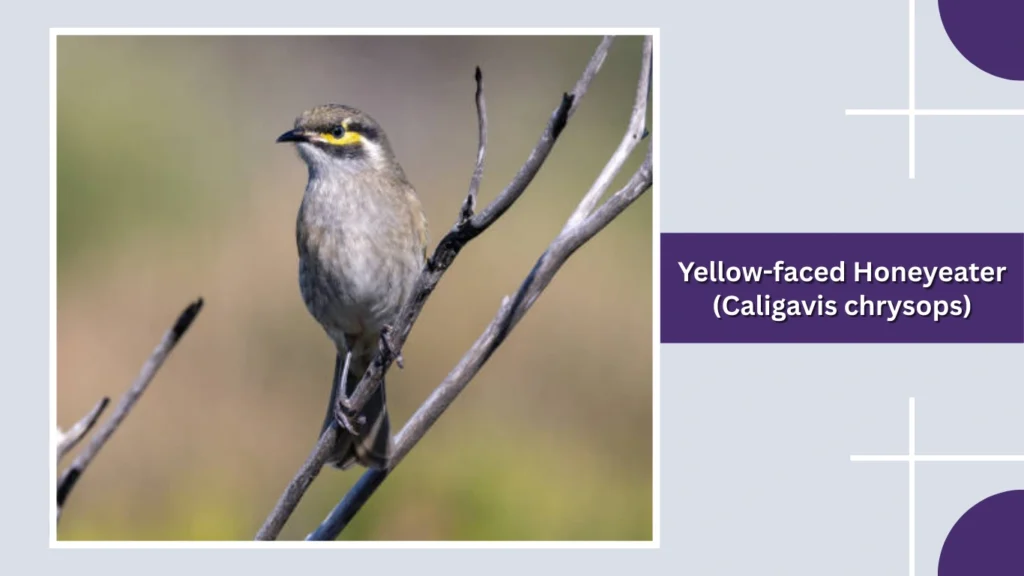 Yellow-faced Honeyeater (Caligavis chrysops)