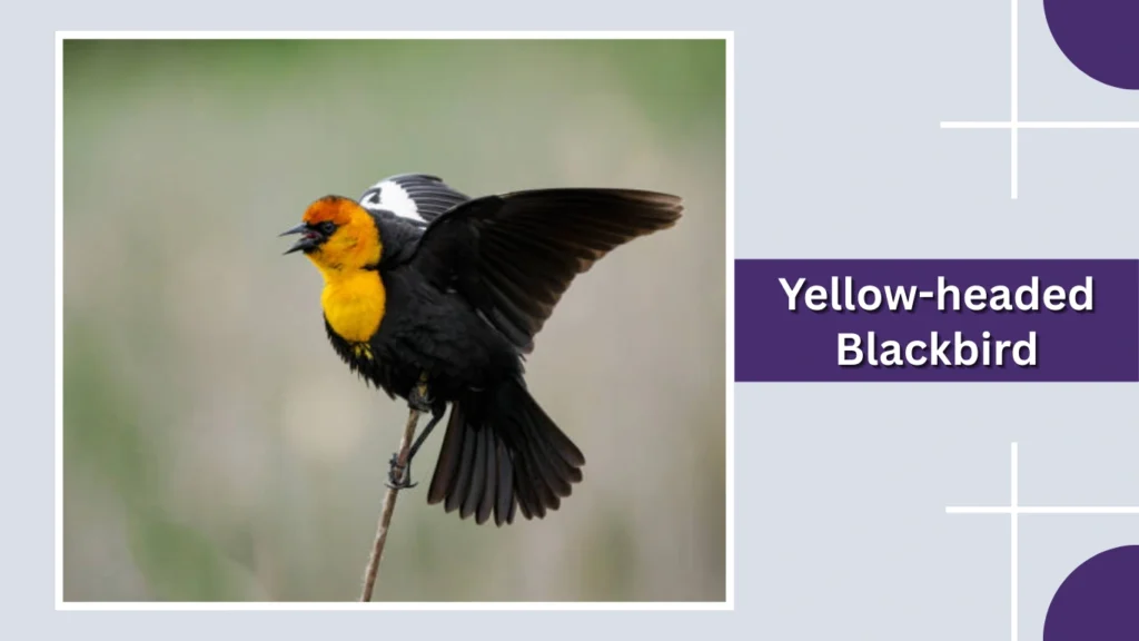Yellow-headed Blackbird