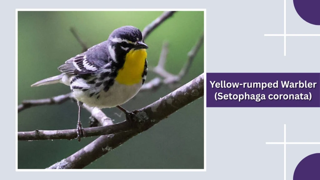 Yellow-rumped Warbler (Setophaga coronata)