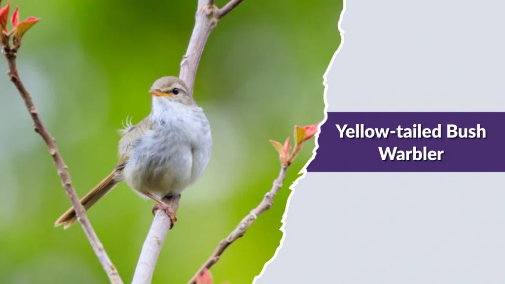 Yellow-tailed Bush Warbler