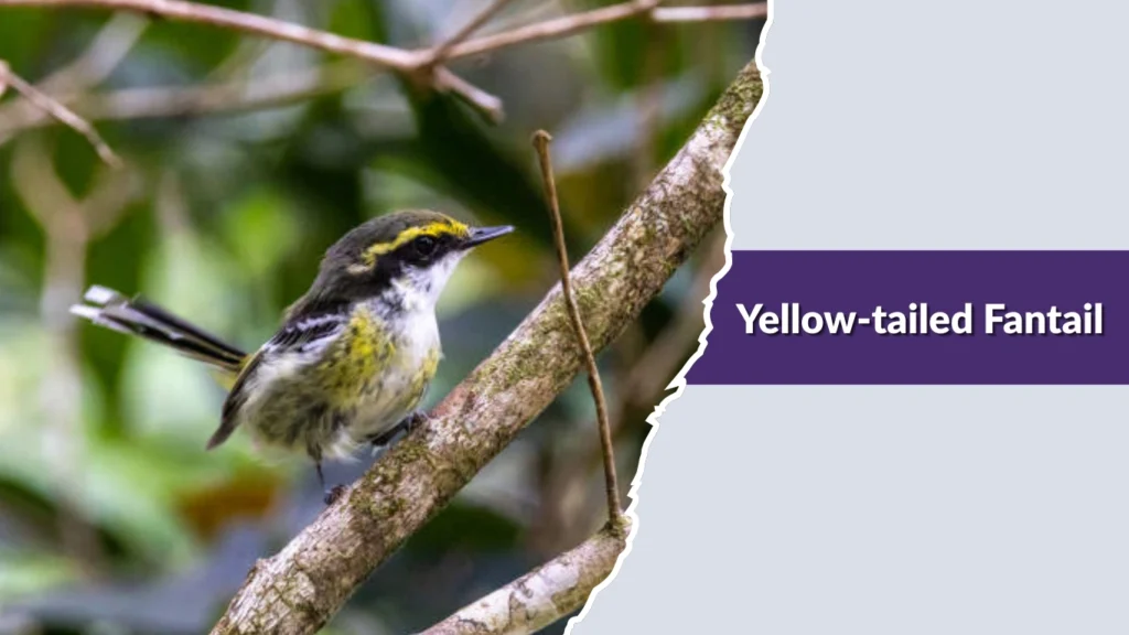 Yellow-tailed Fantail