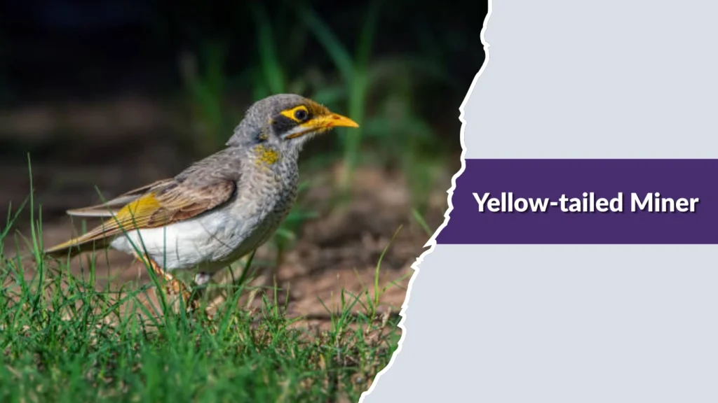 Yellow-tailed Miner