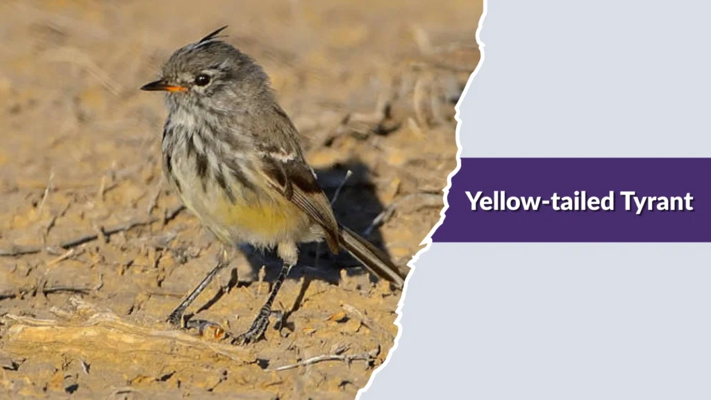 Yellow-tailed Tyrant