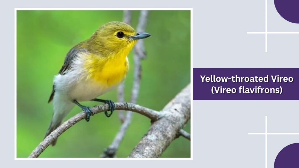 Yellow-throated Vireo (Vireo flavifrons)