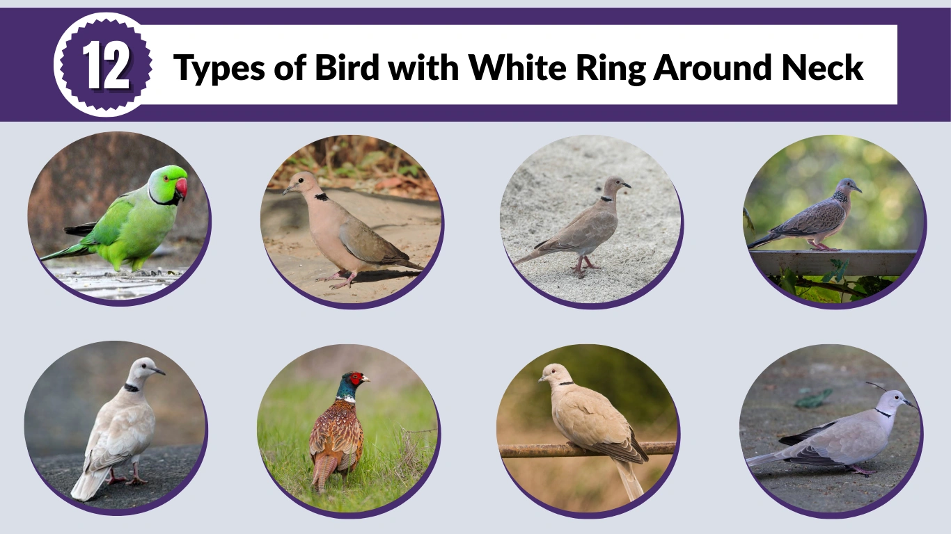 12 Types of Bird with White Ring Around Neck: ID with Picture