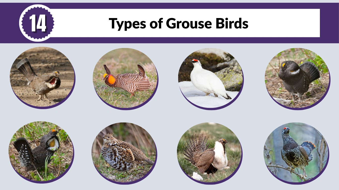 14 Types of Grouse Birds: Identification and Habitat