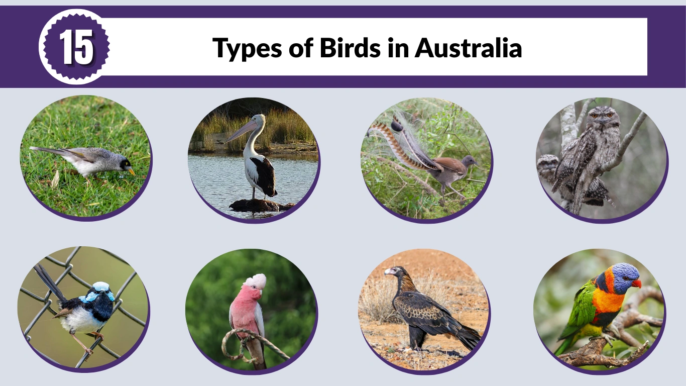 15 Types of Birds in Australia: Identification with Picture