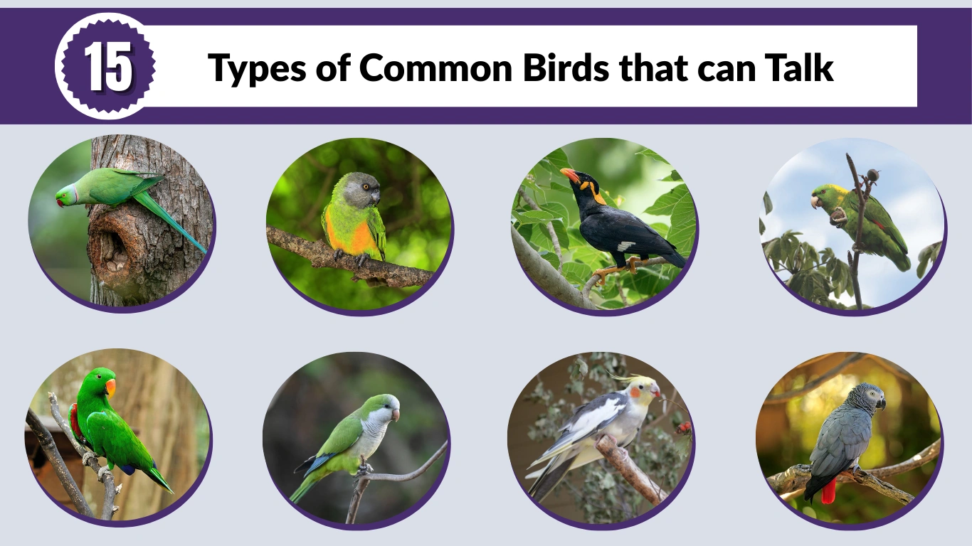 15 Types of Common Birds that can Talk: Id with Picture