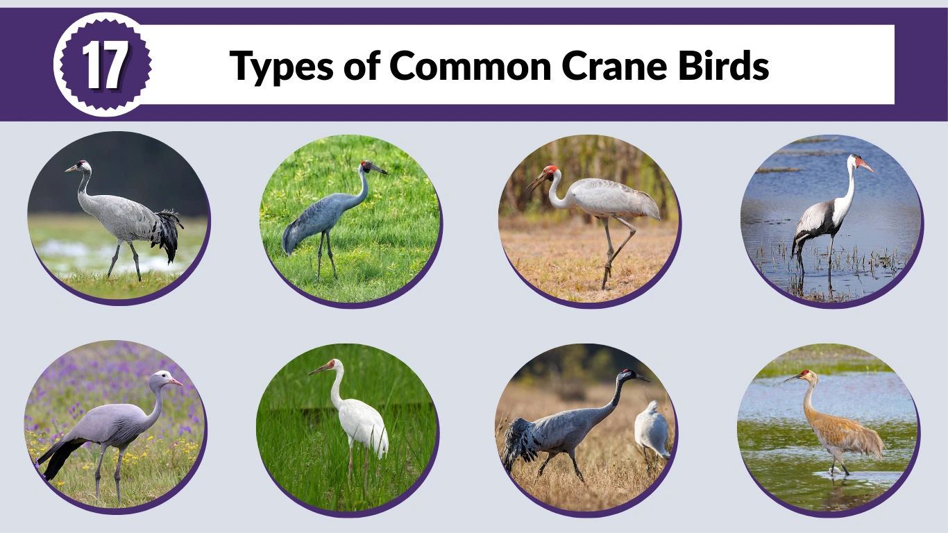 17 Types of Common Crane Birds: Identification with Images
