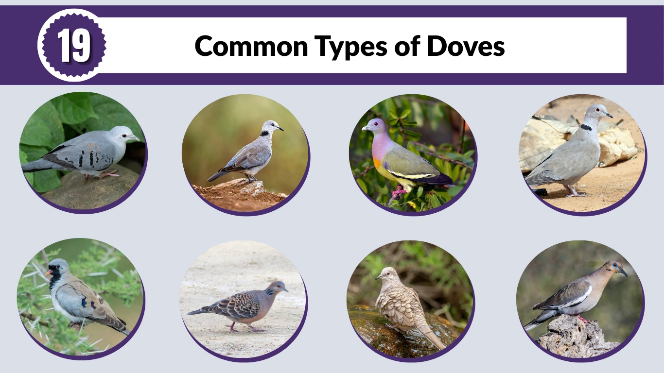 19 Common Types of Doves: Identification Name & Pictures