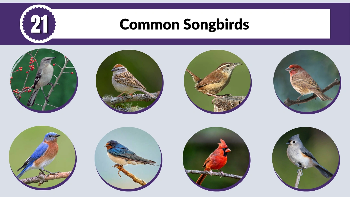 21 Common Songbirds: Identification with Names & Pictures
