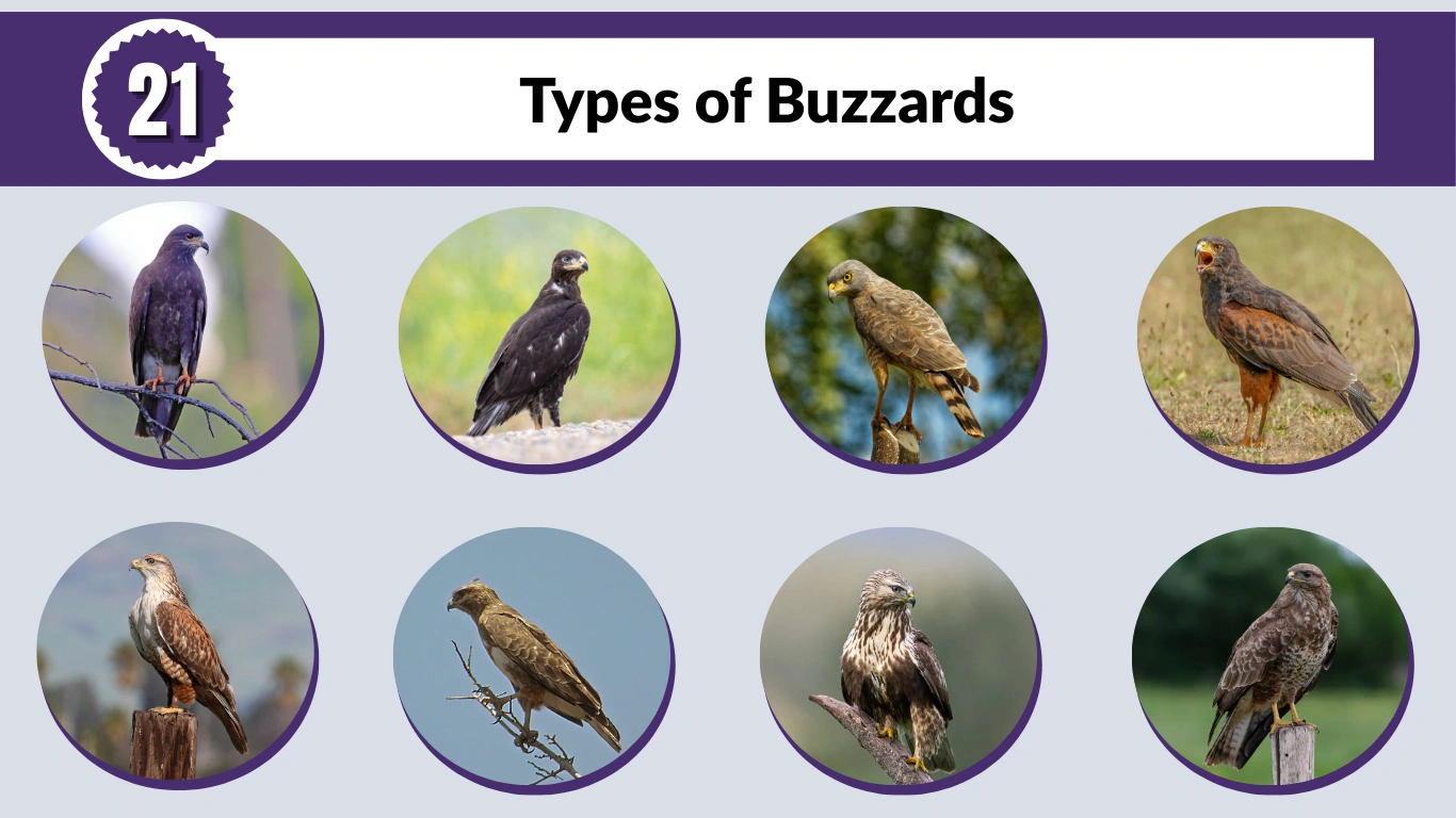 21 Types of Buzzards: Identification with Pictures