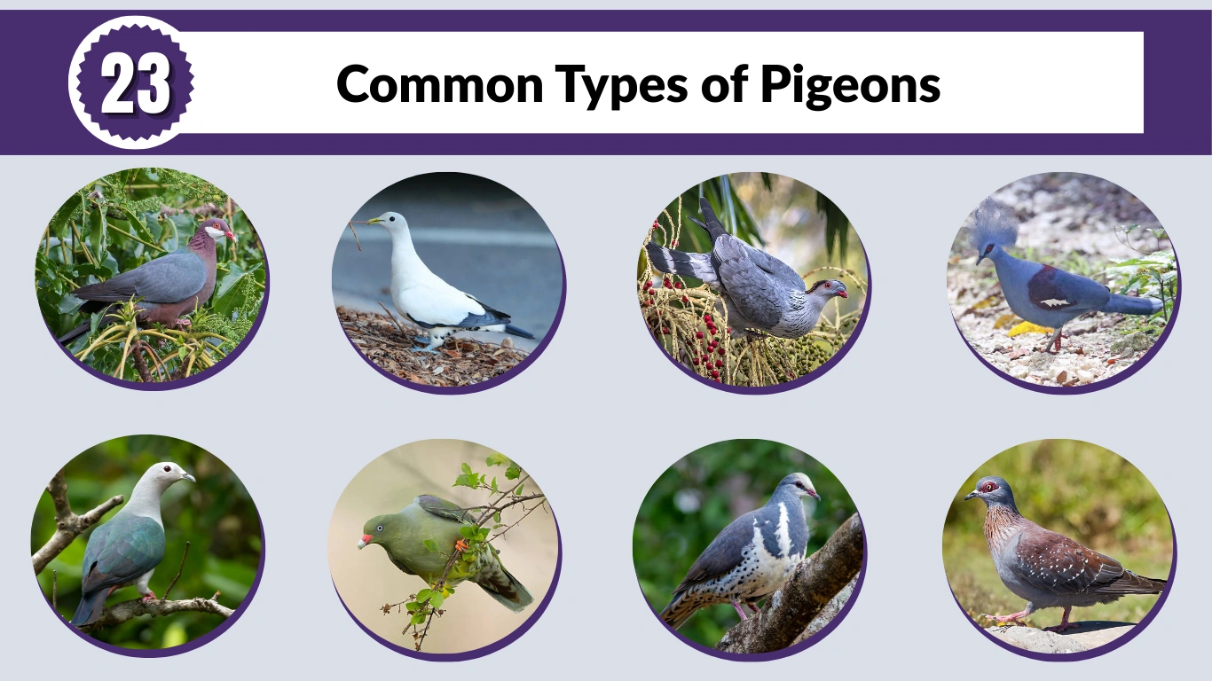 23 Common Types of Pigeons: Identification with Images