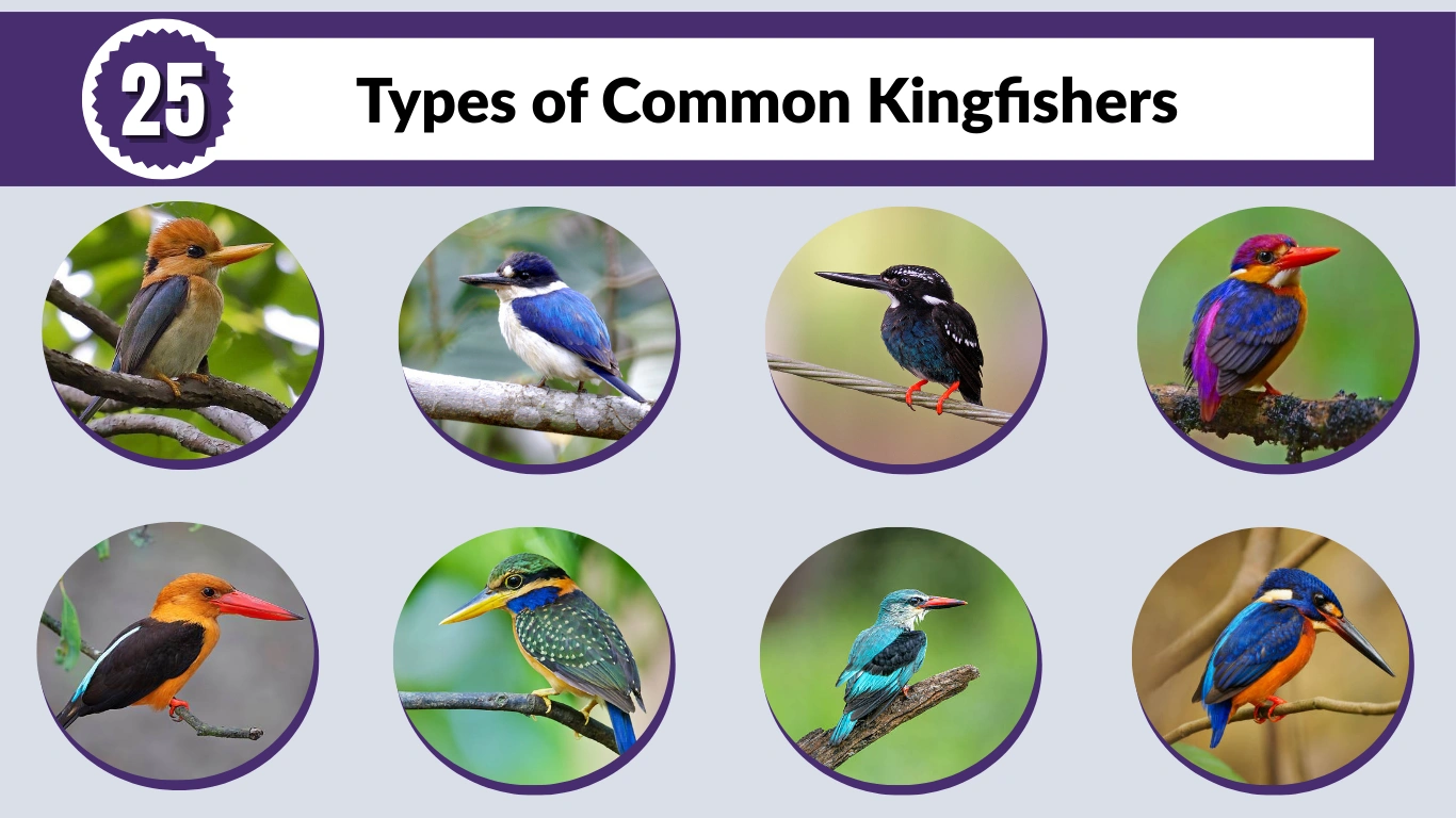 25 Types of Common Kingfishers: Identification with Images