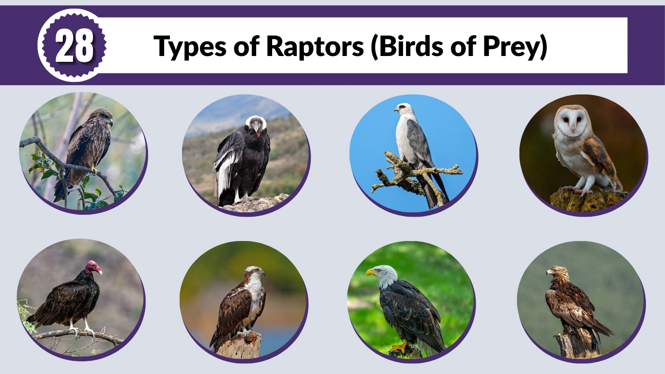 28 Types of Raptors (Birds of Prey): Identification with Pictures