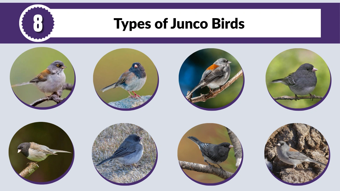 8 Types of Junco Birds: Identification Guide with Images