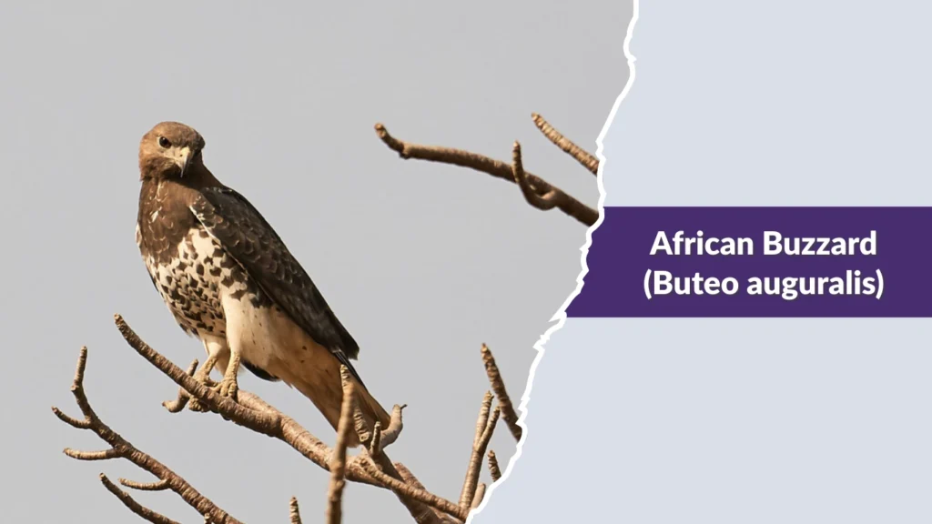 African Buzzard (Buteo auguralis)