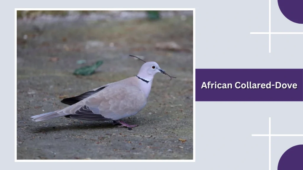 African Collared-Dove