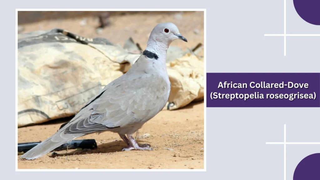 African Collared-Dove (Streptopelia roseogrisea)