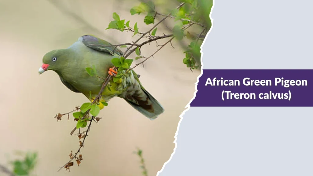 African Green Pigeon (Treron calvus)