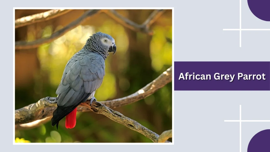 African Grey Parrot