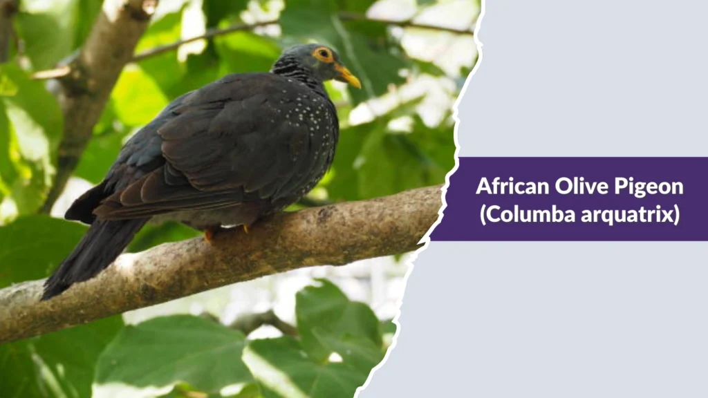 African Olive Pigeon (Columba arquatrix)