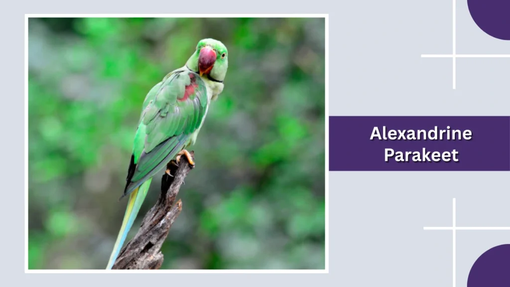 Alexandrine Parakeet