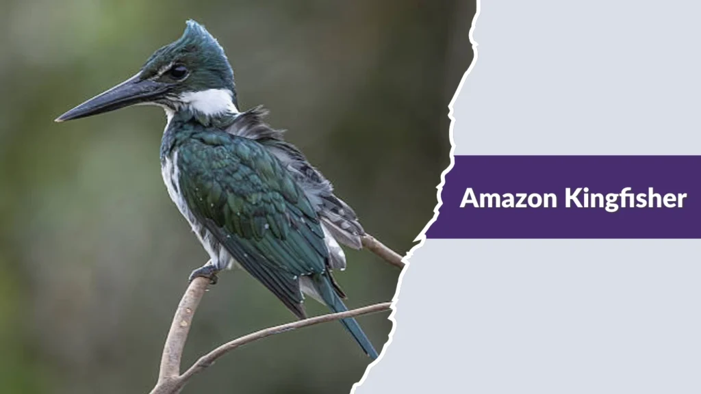 Amazon Kingfisher