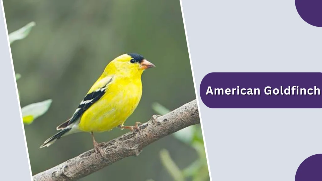 American Goldfinch