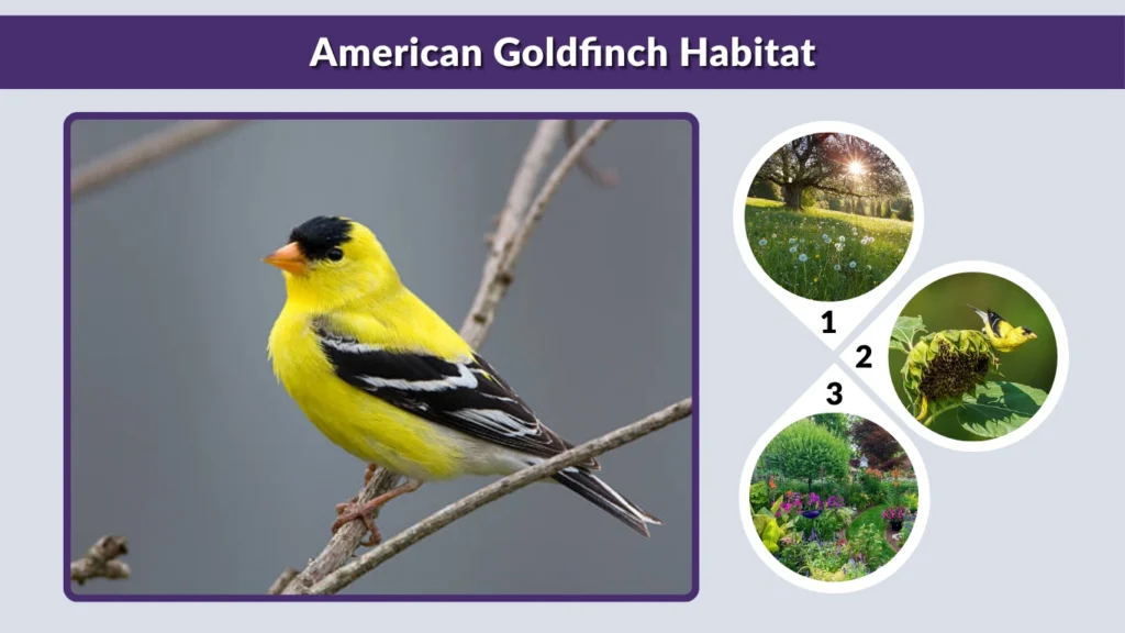 American Goldfinch Habitat