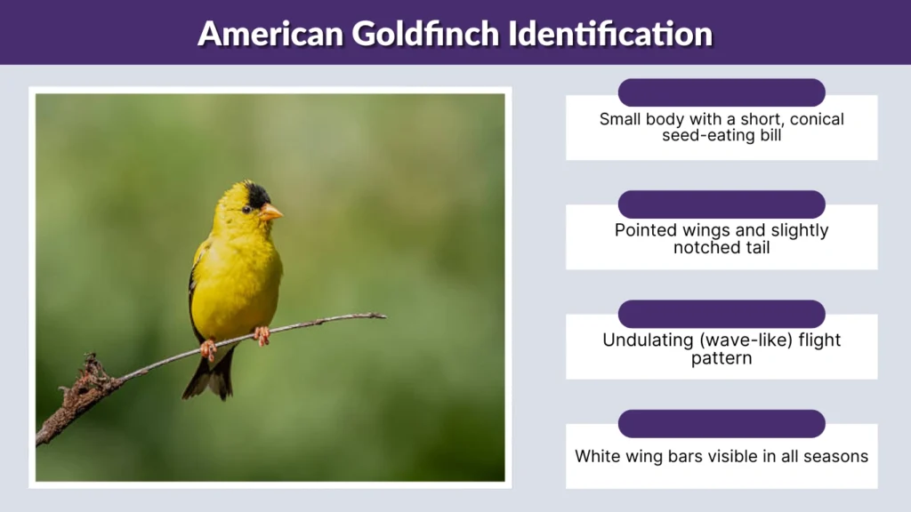 American Goldfinch Identification